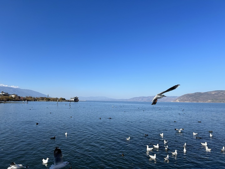 大理古城与洱海旅行旅行照片 18
