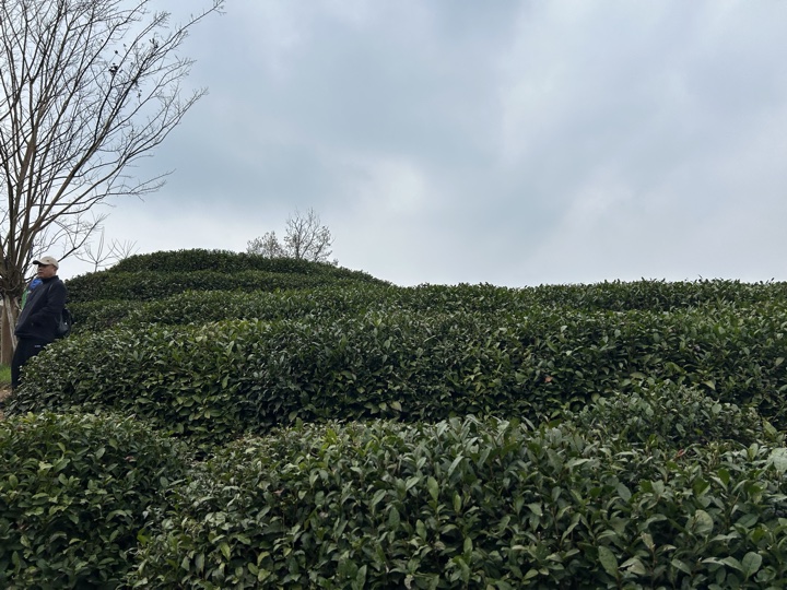 【徒步| 杭州市西湖区九溪十八涧】西湖群山·九溪十八涧｜步入十里琅珰旅行照片 19