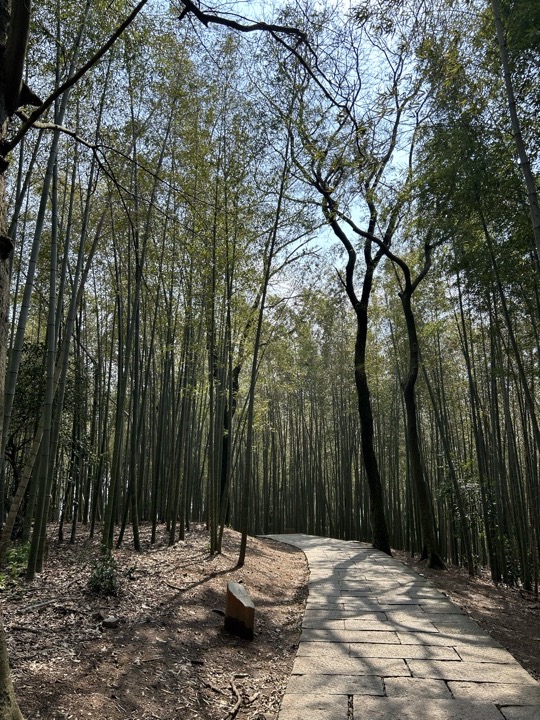 【徒步| 杭州市西湖区九溪十八涧】西湖群山·九溪十八涧｜步入十里琅珰旅行照片 25