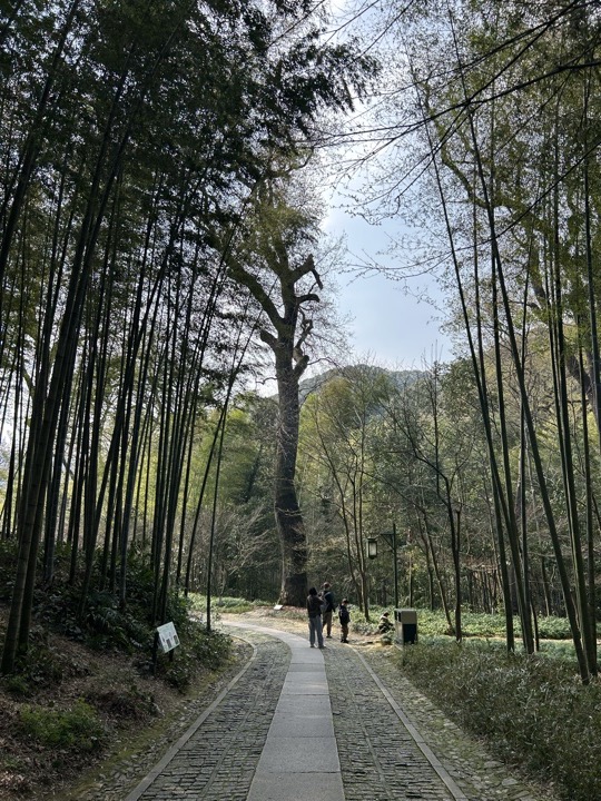 【徒步| 杭州市西湖区九溪十八涧】西湖群山·九溪十八涧｜步入十里琅珰旅行照片 27
