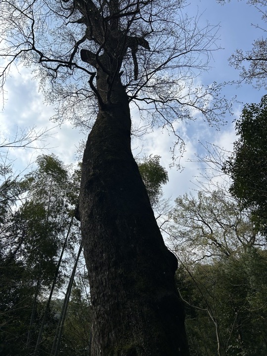 【徒步| 杭州市西湖区九溪十八涧】西湖群山·九溪十八涧｜步入十里琅珰旅行照片 28