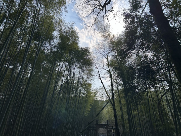 【徒步| 杭州市西湖区九溪十八涧】西湖群山·九溪十八涧｜步入十里琅珰旅行照片 29