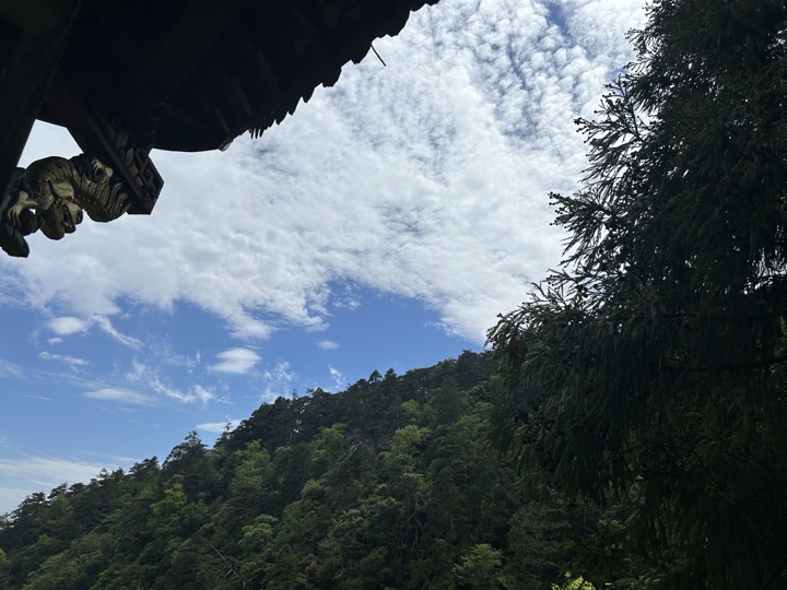 【徒步| 浙江省杭州市临安区天目山镇】天目秘境·大树王国｜步入天目避暑森林旅行照片 16