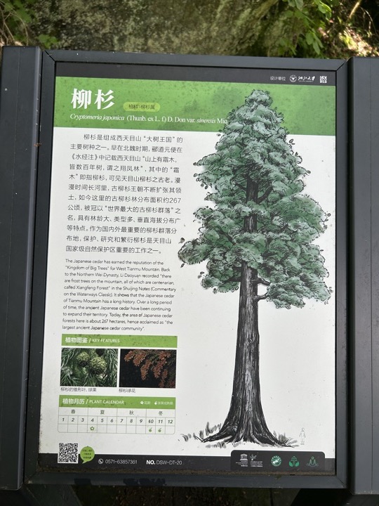 【徒步| 浙江省杭州市临安区天目山镇】天目秘境·大树王国｜步入天目避暑森林旅行照片 19