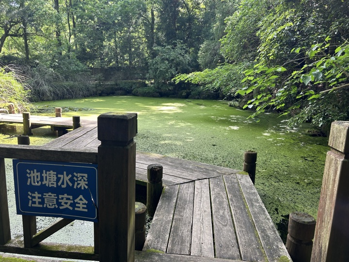 【徒步| 浙江省杭州市临安区天目山镇】天目秘境·大树王国｜步入天目避暑森林旅行照片 27