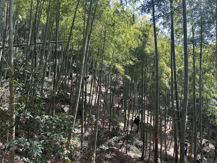 【徒步| 湖州市德清县莫干山】莫干山·葛岭仙境｜徒步原始森林，穿越山脊旅行照片 6