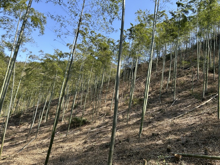 【徒步| 湖州市德清县莫干山】莫干山·葛岭仙境｜徒步原始森林，穿越山脊旅行照片 14