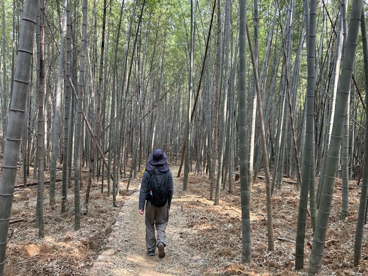 【徒步| 嘉兴高阳山】疾速追山·高阳山｜登嘉兴第一高峰，春赏南北湖旅行照片 2