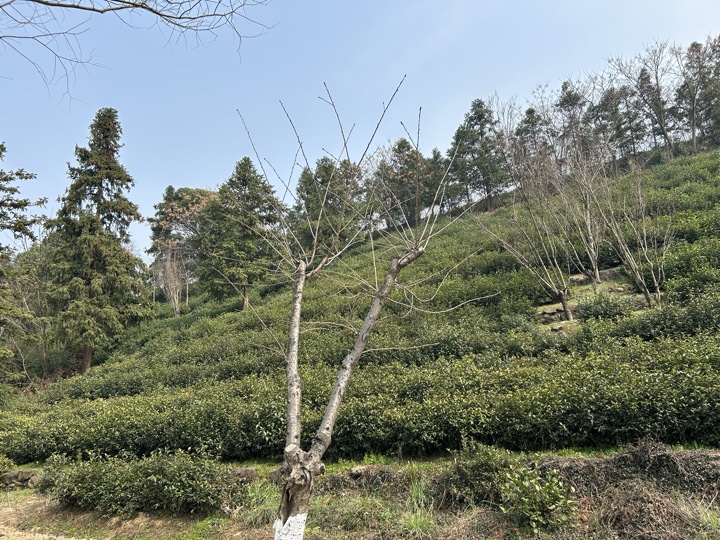 【徒步| 嘉兴高阳山】疾速追山·高阳山｜登嘉兴第一高峰，春赏南北湖旅行照片 11