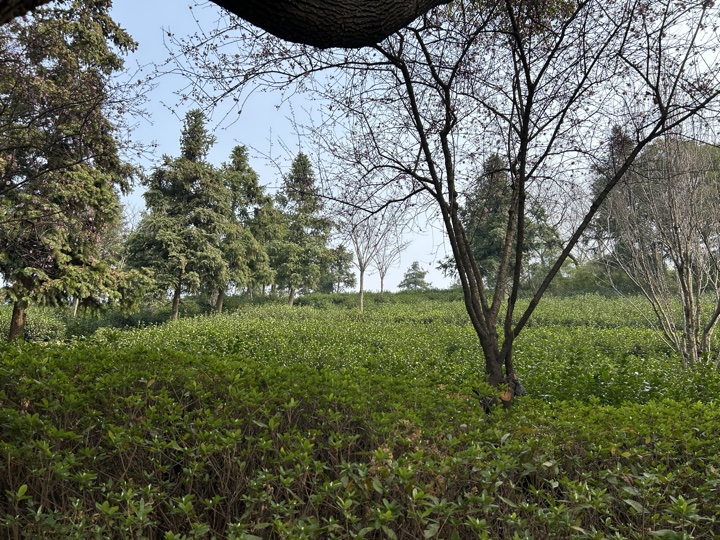 【徒步| 嘉兴高阳山】疾速追山·高阳山｜登嘉兴第一高峰，春赏南北湖旅行照片 12