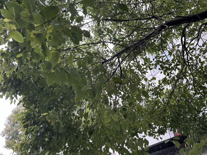 嘉兴市与乌镇旅行旅行照片 12