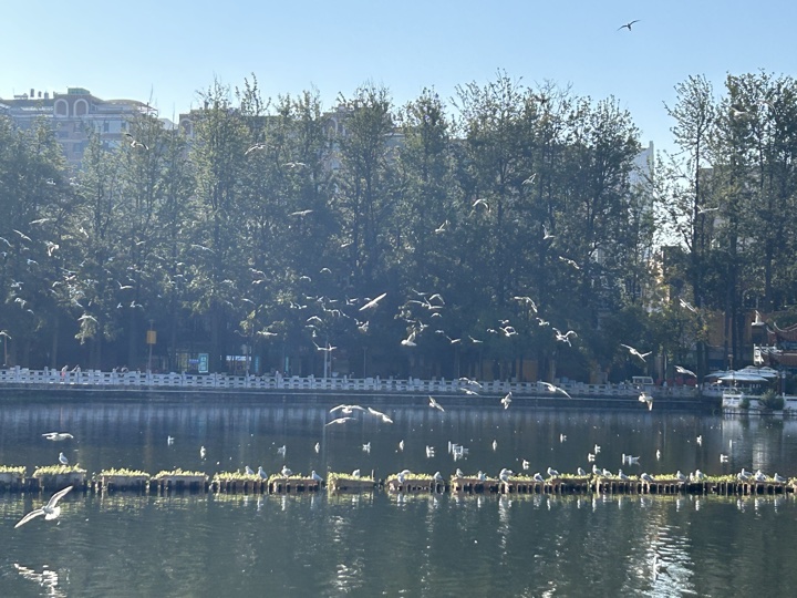 昆明旅行旅行照片 10
