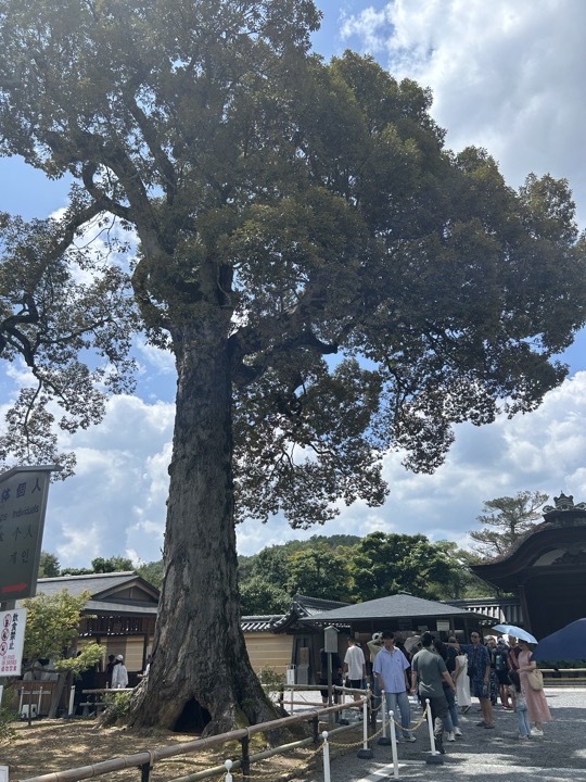 京都·金阁寺、鸭川、神社图书展、京都大学与盂兰节旅行照片 8