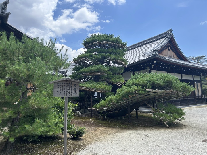 京都·金阁寺、鸭川、神社图书展、京都大学与盂兰节旅行照片 13