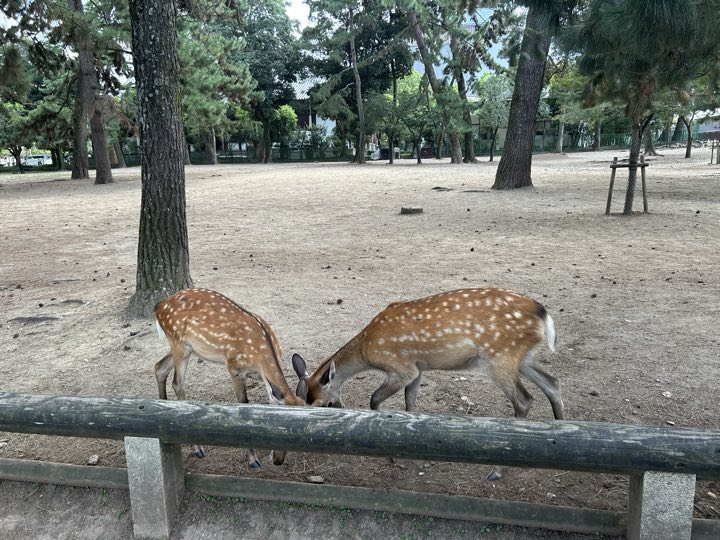 奈良旅行照片 12