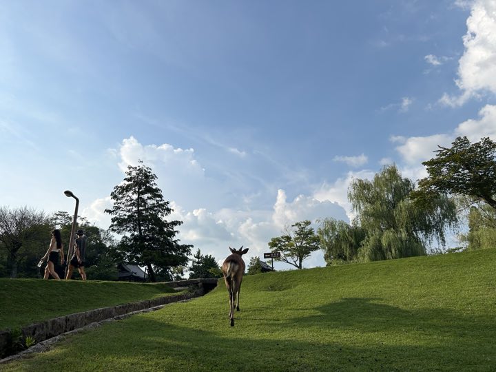 奈良旅行照片 22