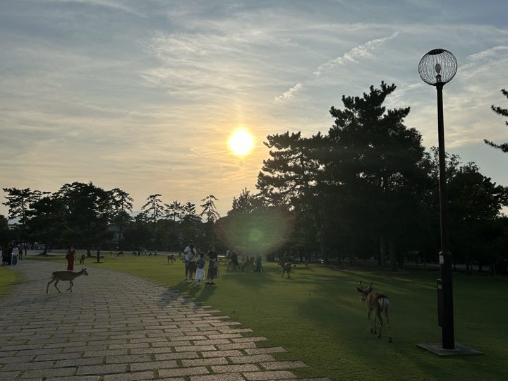 奈良旅行照片 26