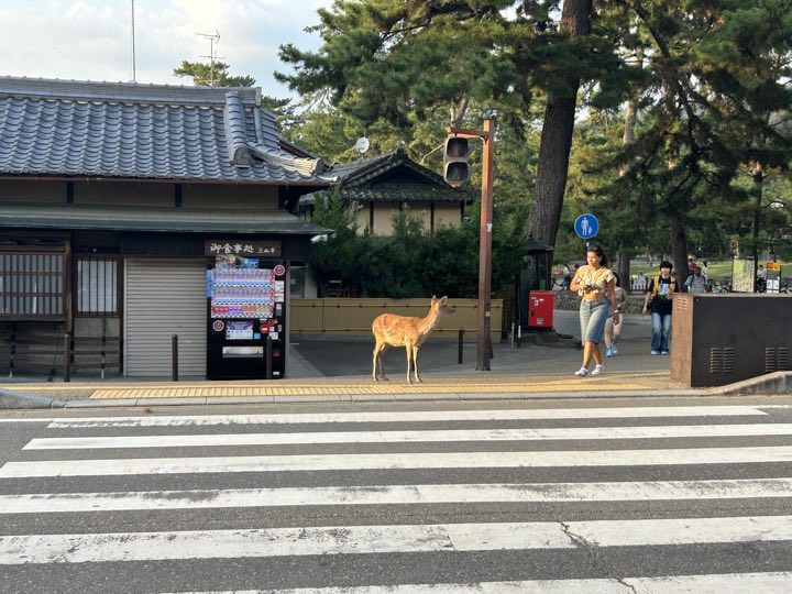 奈良旅行照片 28