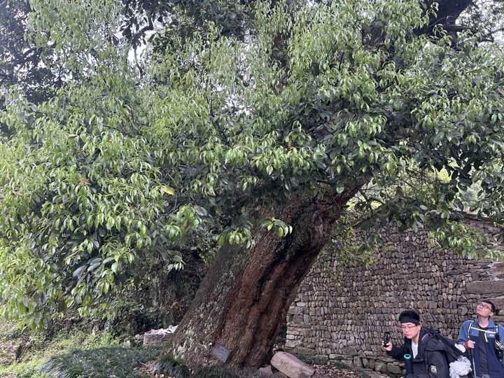 【徒步| 绍兴市·新昌县】永远的山谷·安山古道｜再见溪水丹霞，轻徒岁月长安旅行照片 27