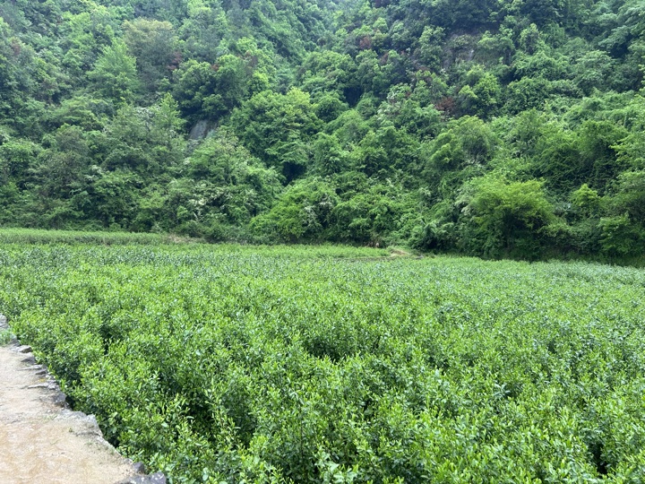 【徒步| 绍兴市·新昌县】永远的山谷·安山古道｜再见溪水丹霞，轻徒岁月长安旅行照片 40