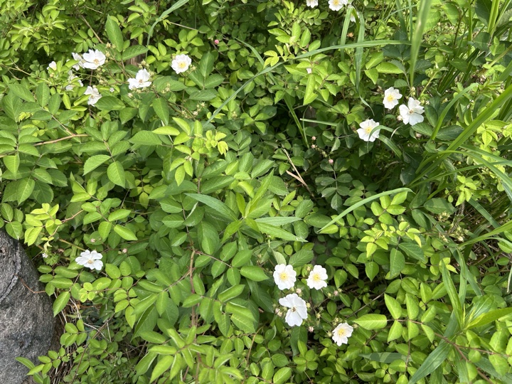 【徒步| 绍兴上虞区上浦镇梅坞村】夏至·梅坞古道｜邂逅碧蓝澄湖，夏日气息旅行照片 18