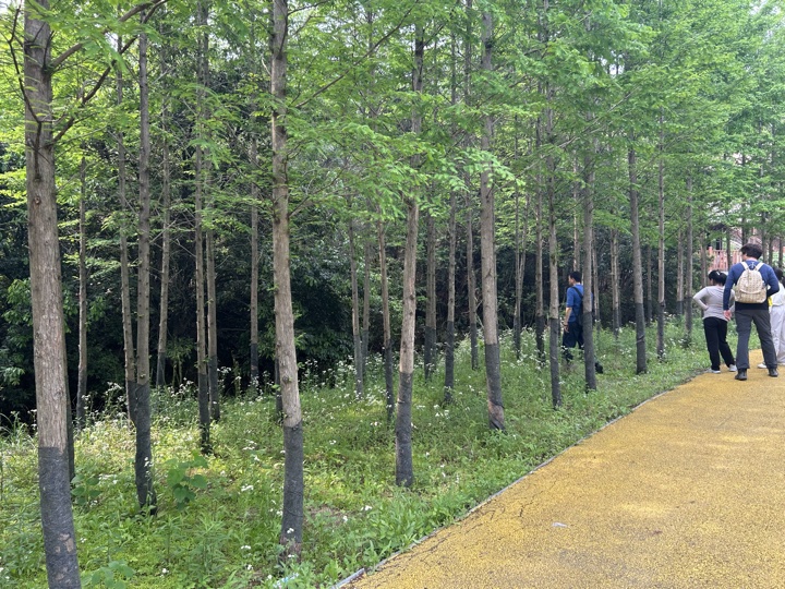 【徒步| 绍兴上虞区上浦镇梅坞村】夏至·梅坞古道｜邂逅碧蓝澄湖，夏日气息旅行照片 22