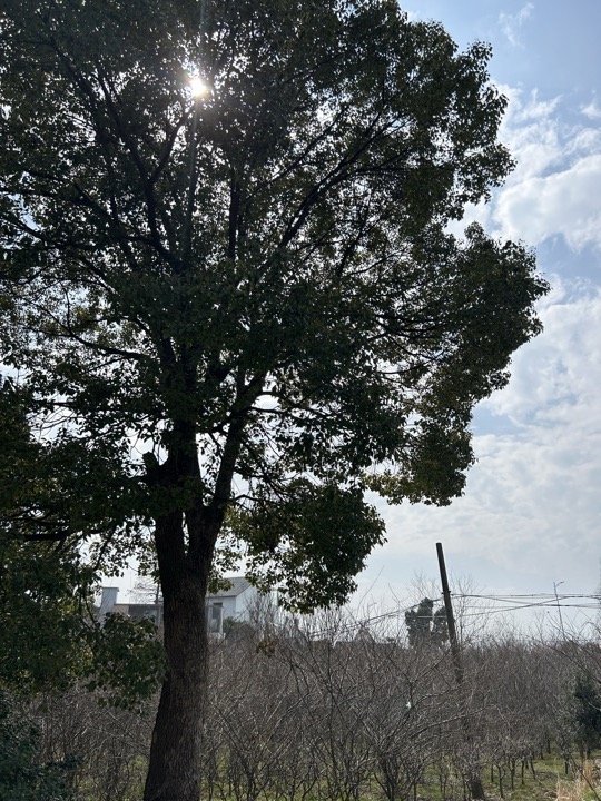 【徒步| 苏州市吴中区光福镇】光福三尖·梅花香雪海｜赏乾隆六赴赏梅踏春地旅行照片 9