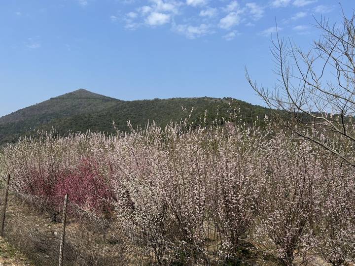 【徒步| 苏州市吴中区光福镇】光福三尖·梅花香雪海｜赏乾隆六赴赏梅踏春地旅行照片 11