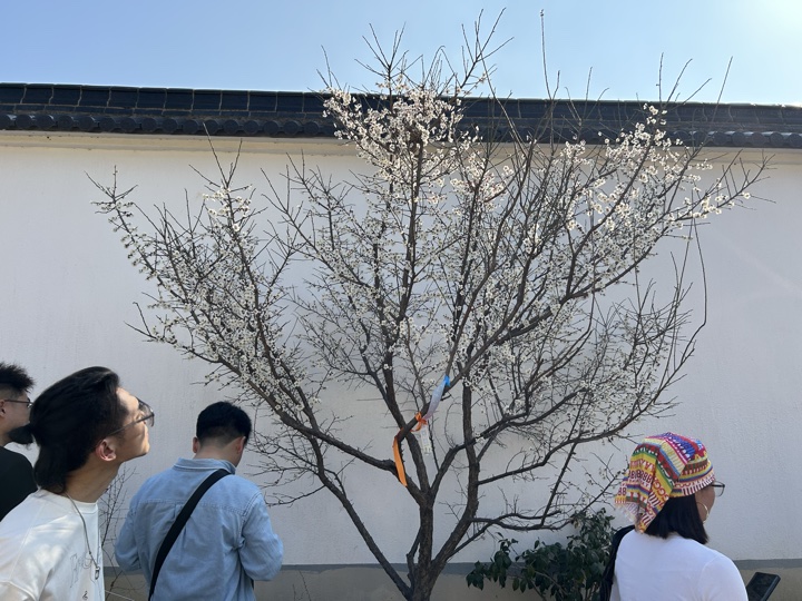 【徒步| 苏州市吴中区光福镇】光福三尖·梅花香雪海｜赏乾隆六赴赏梅踏春地旅行照片 17