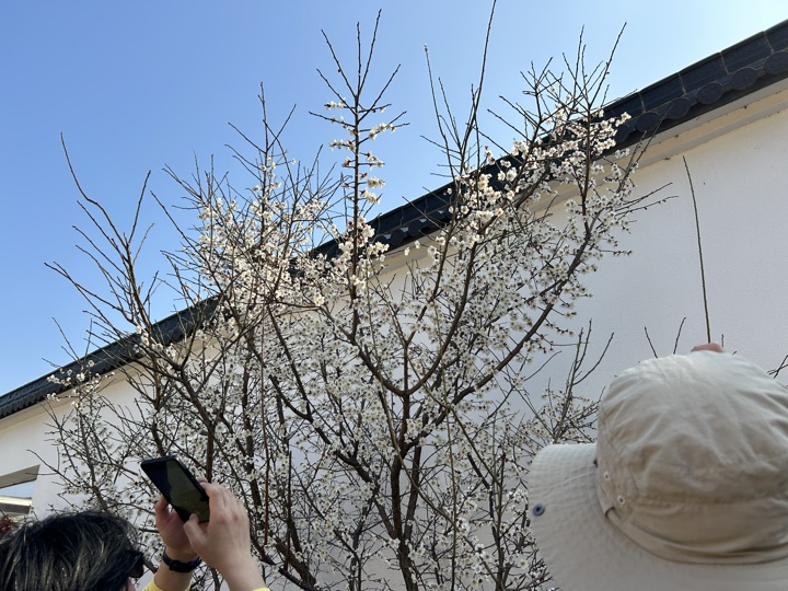 【徒步| 苏州市吴中区光福镇】光福三尖·梅花香雪海｜赏乾隆六赴赏梅踏春地旅行照片 18