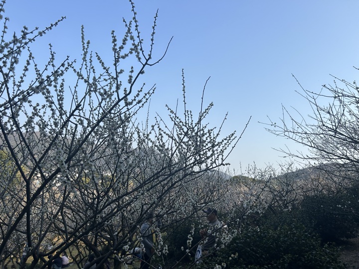 【徒步| 苏州市吴中区光福镇】光福三尖·梅花香雪海｜赏乾隆六赴赏梅踏春地旅行照片 21