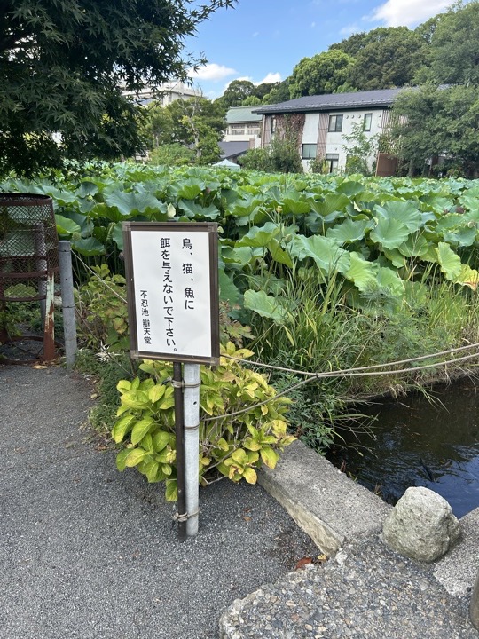 东京·浅草寺与上野公园旅行照片 28