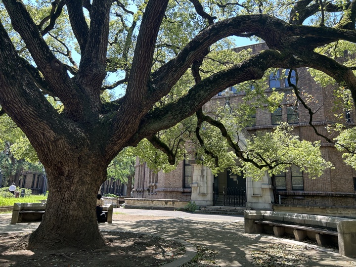 东京·原宿、新宿与东京大学旅行照片 24