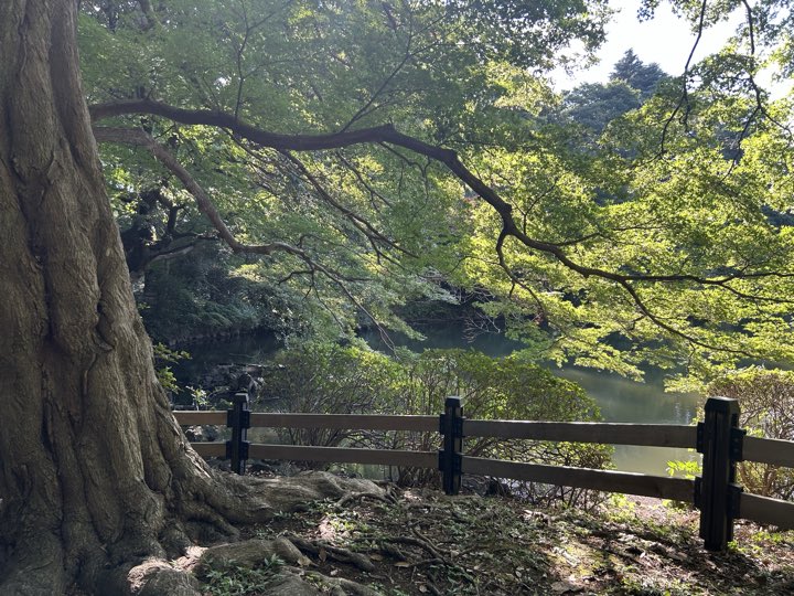 东京·新宿御苑旅行照片 7