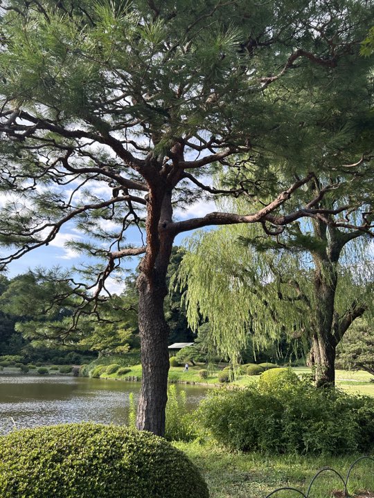 东京·新宿御苑旅行照片 18