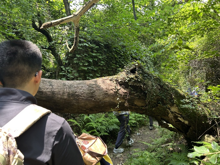 【徒步| 浙江省舟山市定海区岑港街道马目村】风车之旅·海上雏菊｜风车公路，赏马目花海旅行照片 21
