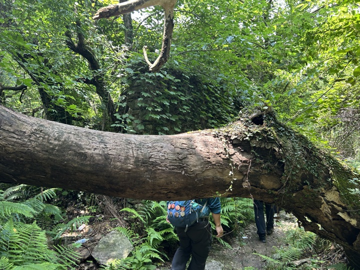 【徒步| 浙江省舟山市定海区岑港街道马目村】风车之旅·海上雏菊｜风车公路，赏马目花海旅行照片 22