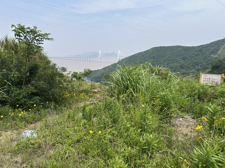 【徒步| 浙江省舟山市定海区岑港街道马目村】风车之旅·海上雏菊｜风车公路，赏马目花海旅行照片 23