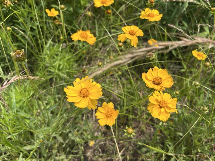 【徒步| 浙江省舟山市定海区岑港街道马目村】风车之旅·海上雏菊｜风车公路，赏马目花海旅行照片 24