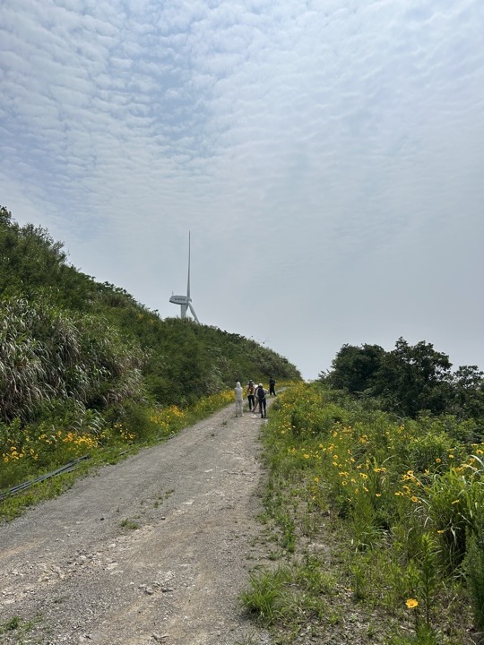 【徒步| 浙江省舟山市定海区岑港街道马目村】风车之旅·海上雏菊｜风车公路，赏马目花海旅行照片 28